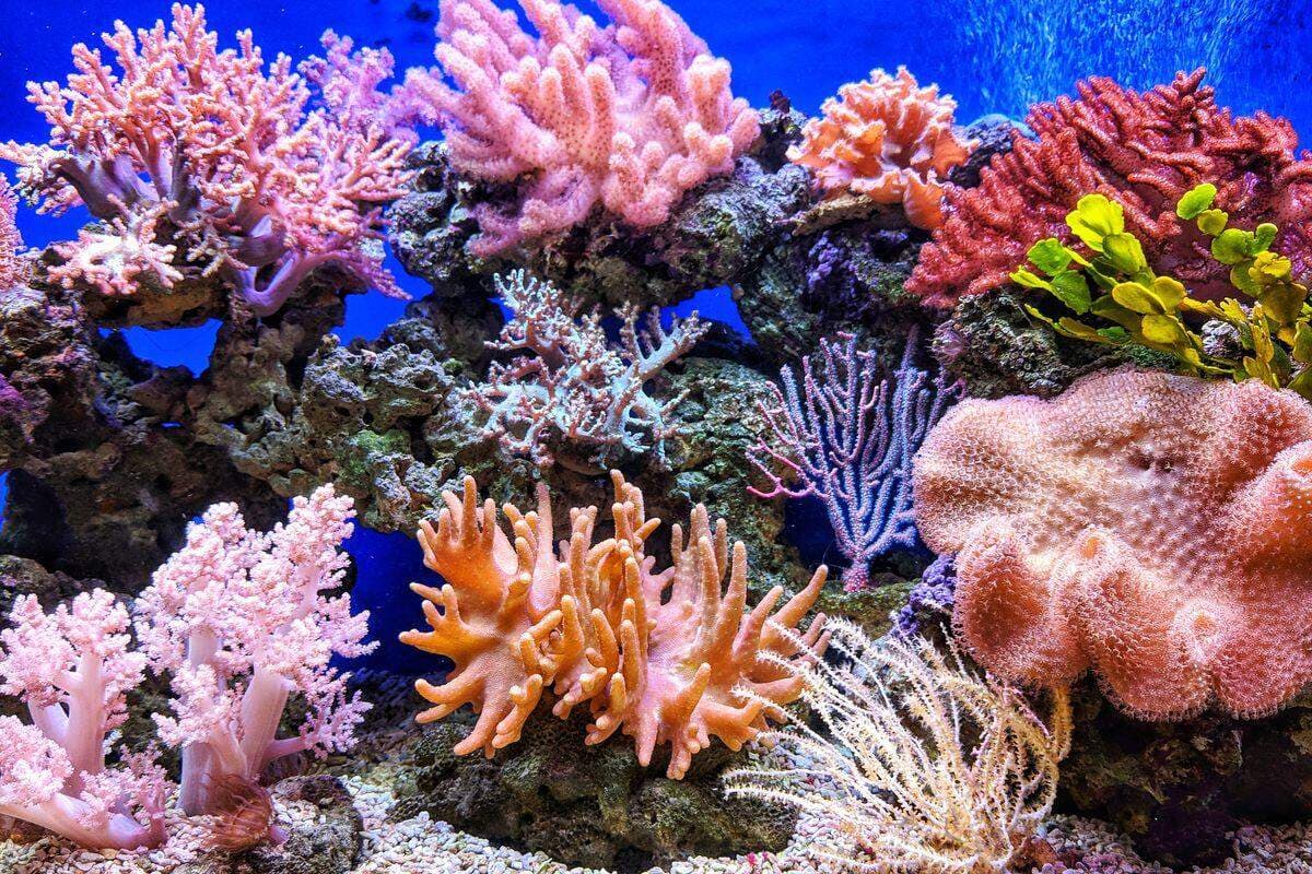 Arturo Alvarez Demalde Reviews Aquarium Depot’s Live Corals